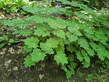 Kirengeshoma Palmata Black Style - Photo by William Coville, CC BY-SA