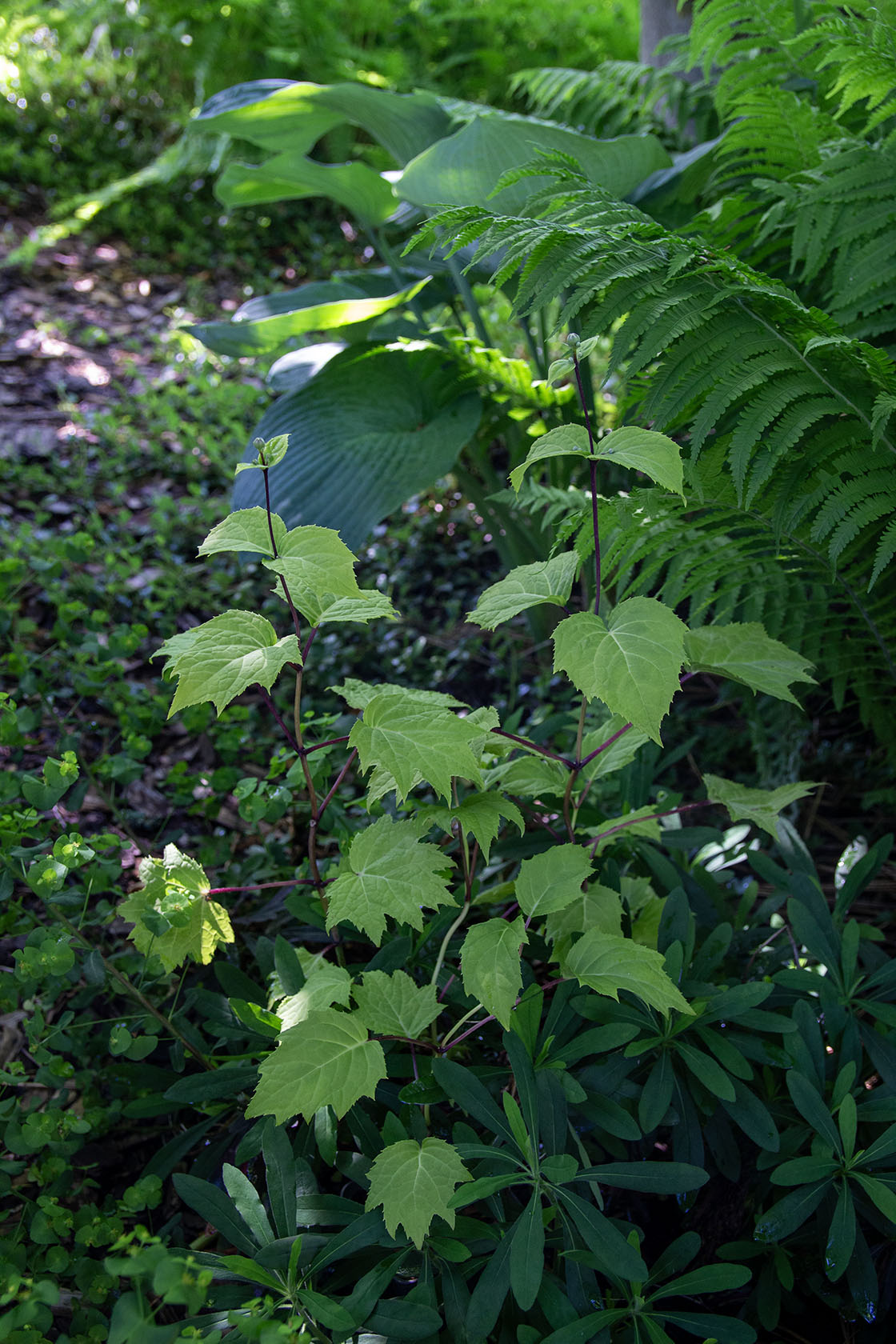 Koreankatvio (Kirengeshoma palmata 'Black Style') - Photo by Verso Verde, All Rights Reserved
