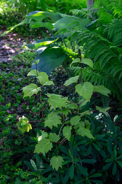 Koreankatvio (Kirengeshoma palmata 'Black Style') - Photo by Verso Verde, All Rights Reserved