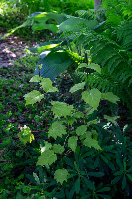 Koreankatvio (Kirengeshoma palmata 'Black Style') - Photo by Verso Verde, All Rights Reserved