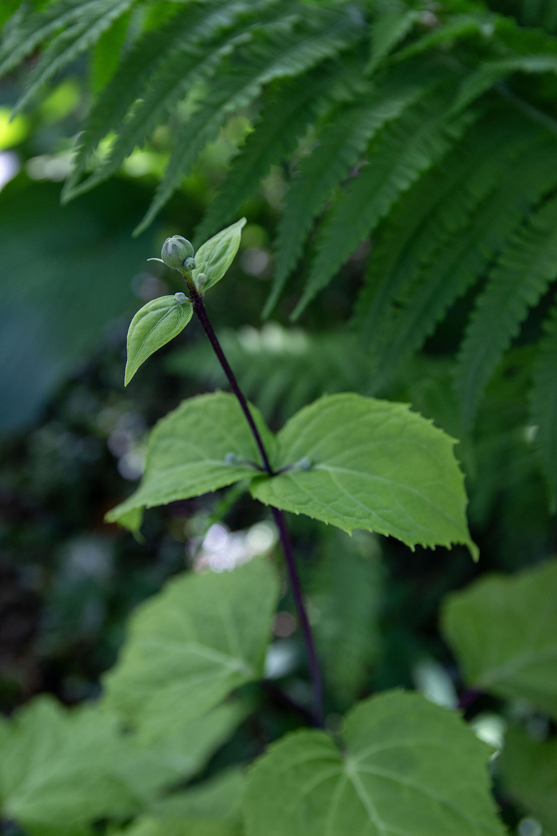 Koreankatvio (Kirengeshoma palmata 'Black Style') - Photo by Verso Verde, All Rights Reserved