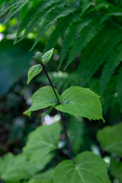 Koreankatvio (Kirengeshoma palmata 'Black Style') - Photo by Verso Verde, All Rights Reserved