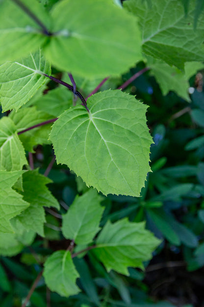 Koreankatvio (Kirengeshoma palmata 'Black Style') - Photo by Verso Verde, All Rights Reserved