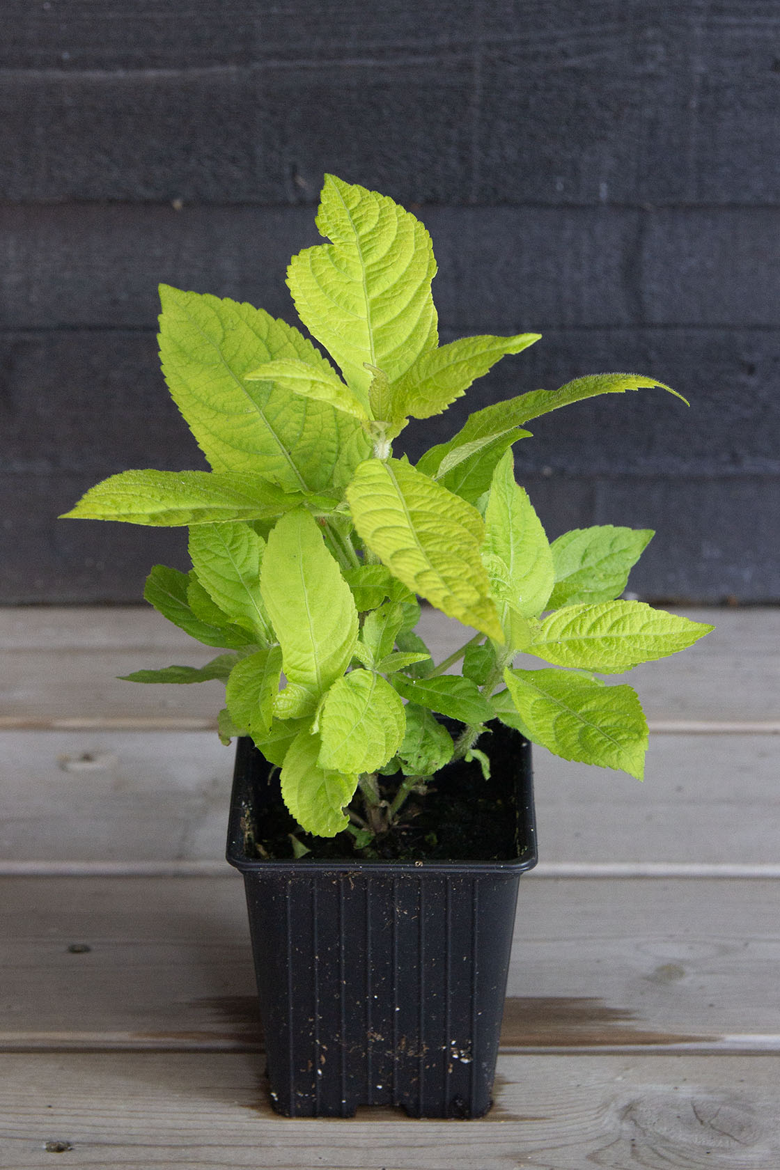 Leucosceptrum japonicum f. aureum - Photo by Verso Verde, All Rights Reserved