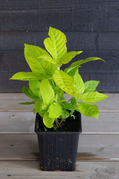 Leucosceptrum japonicum f. aureum - Photo by Verso Verde, All Rights Reserved