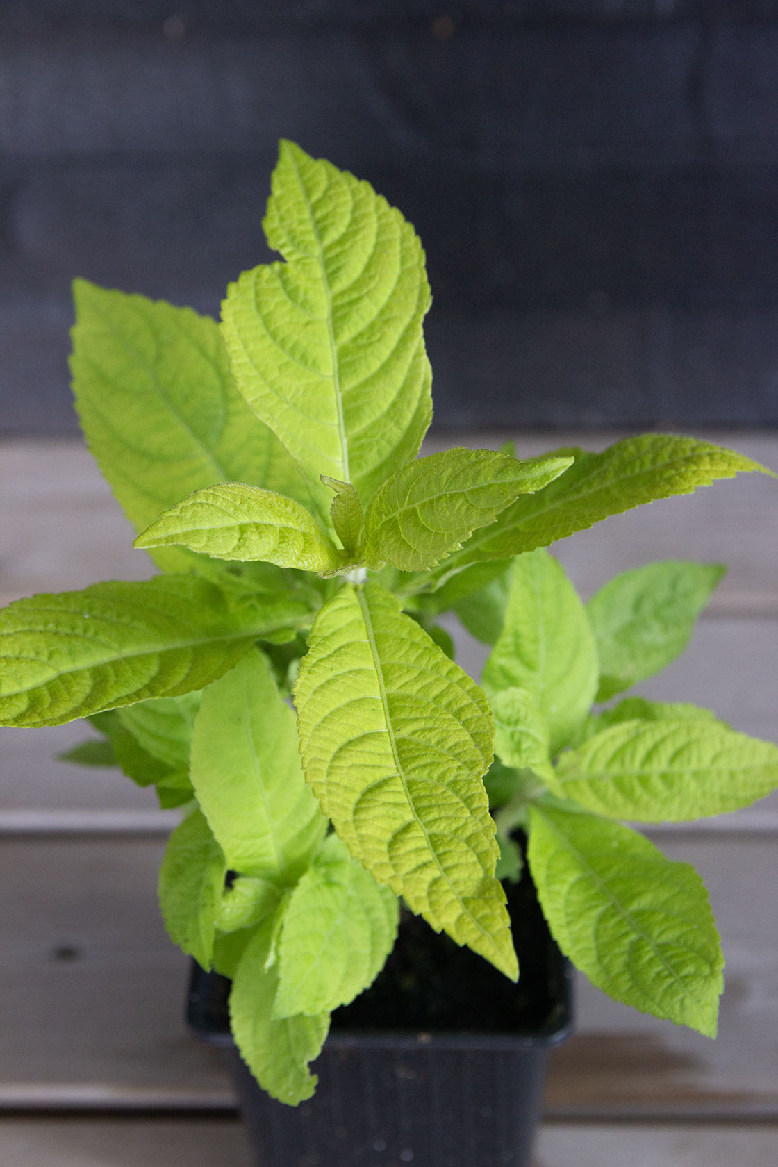Leucosceptrum japonicum f. aureum - Photo by Verso Verde, All Rights Reserved
