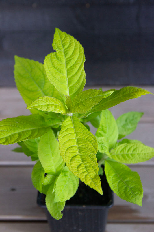Leucosceptrum japonicum f. aureum - Photo by Verso Verde, All Rights Reserved
