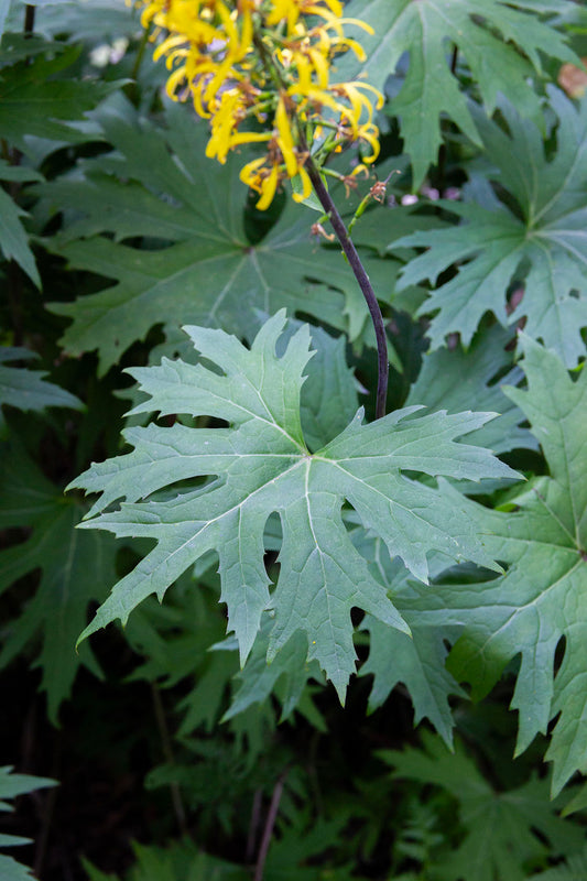 Valtikkanauhus (Ligularia przewalskii) - Photo by Verso Verde, All Rights Reserved