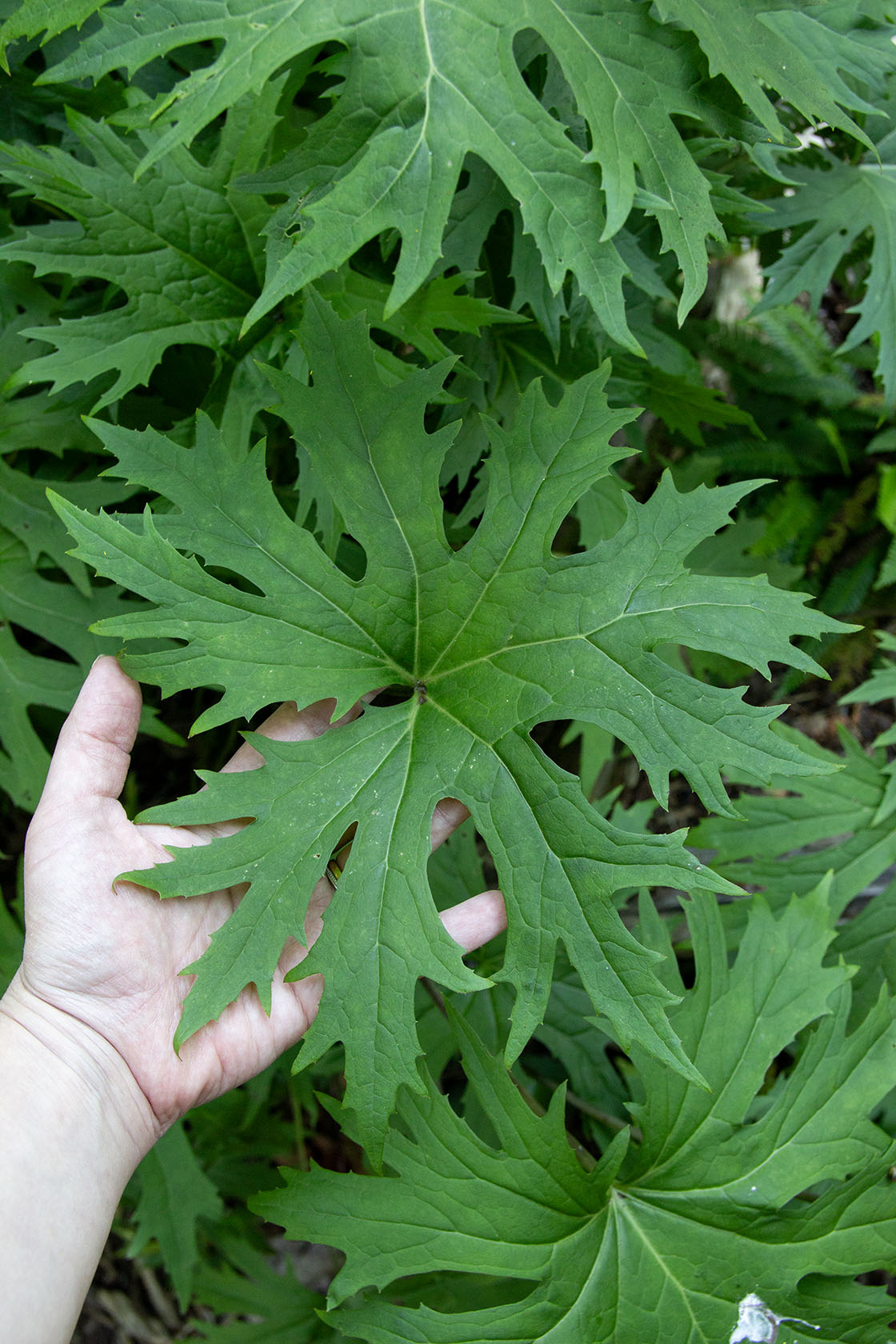 Valtikkanauhus (Ligularia przewalskii) - Photo by Verso Verde, All Rights Reserved