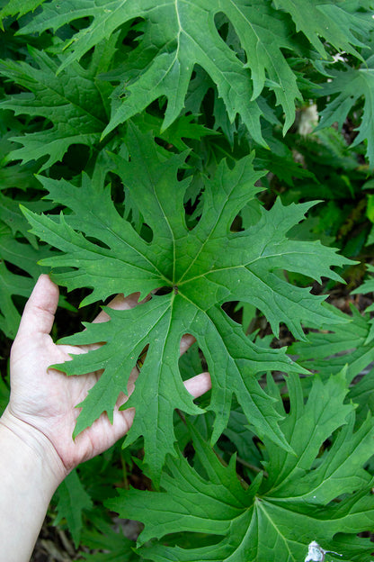 Valtikkanauhus (Ligularia przewalskii) - Photo by Verso Verde, All Rights Reserved