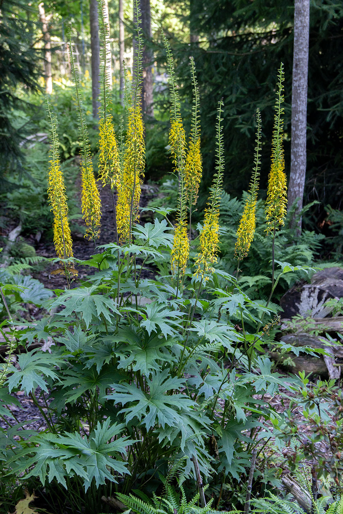 Valtikkanauhus (Ligularia przewalskii) - Photo by Verso Verde, All Rights Reserved
