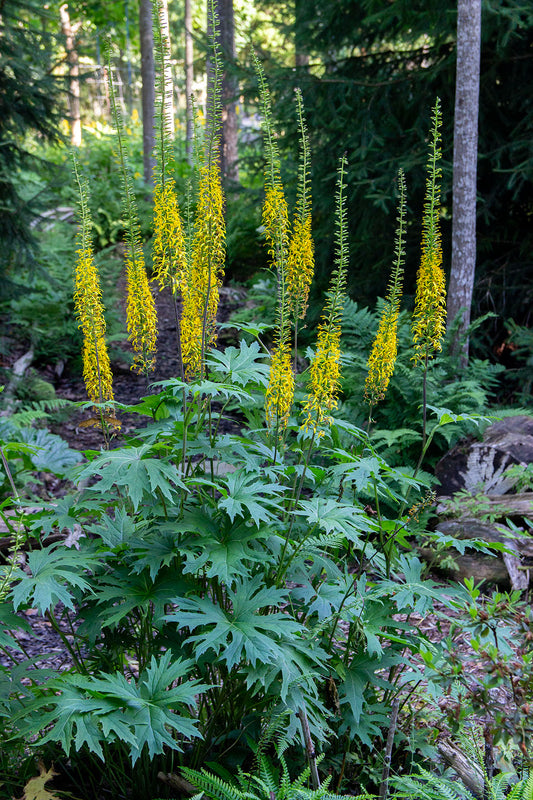 Valtikkanauhus (Ligularia przewalskii) - Photo by Verso Verde, All Rights Reserved