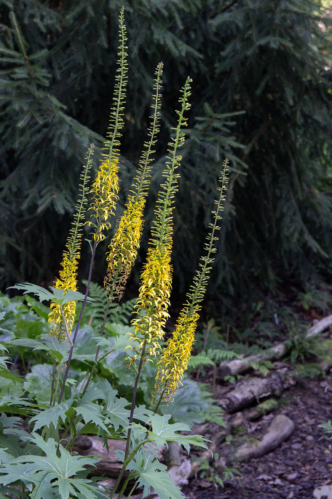 Valtikkanauhus (Ligularia przewalskii) - Photo by Verso Verde, All Rights Reserved