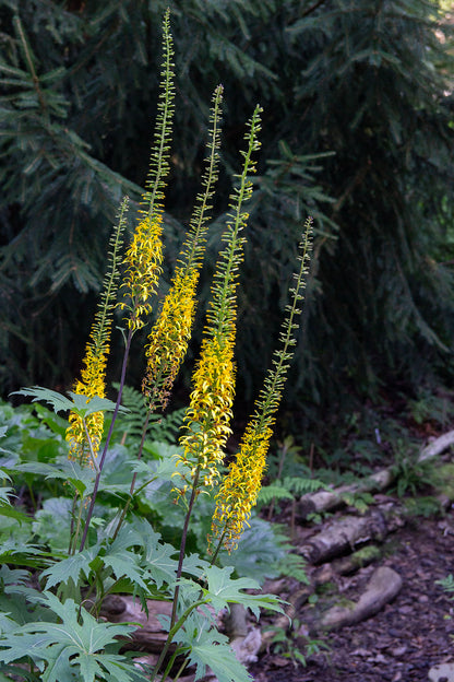 Valtikkanauhus (Ligularia przewalskii) - Photo by Verso Verde, All Rights Reserved