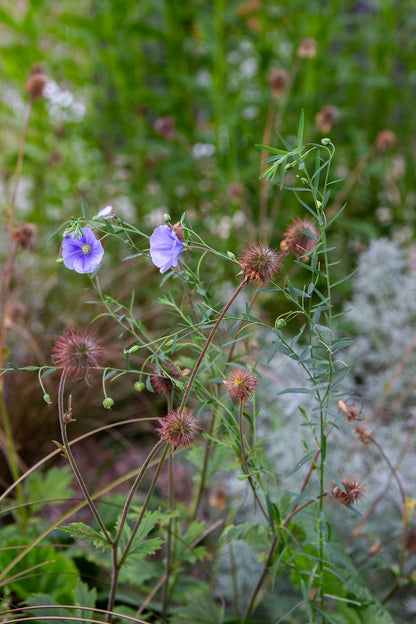 Sinipellava (Linum perenne) - Photo by Verso Verde, All Rights Reserved