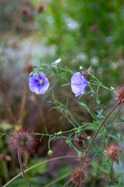 Sinipellava (Linum perenne) - Photo by Verso Verde, All Rights Reserved
