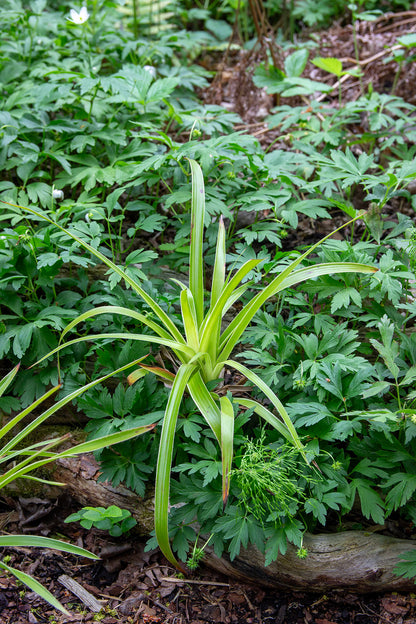 Luzula sylvatica marginata- Photo by Verso Verde, All Rights Reserved