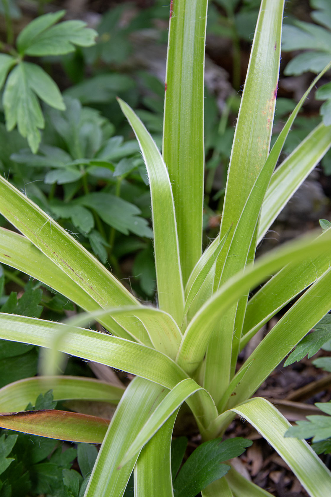 Luzula sylvatica marginata- Photo by Verso Verde, All Rights Reserved