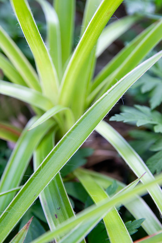 Luzula sylvatica marginata- Photo by Verso Verde, All Rights Reserved