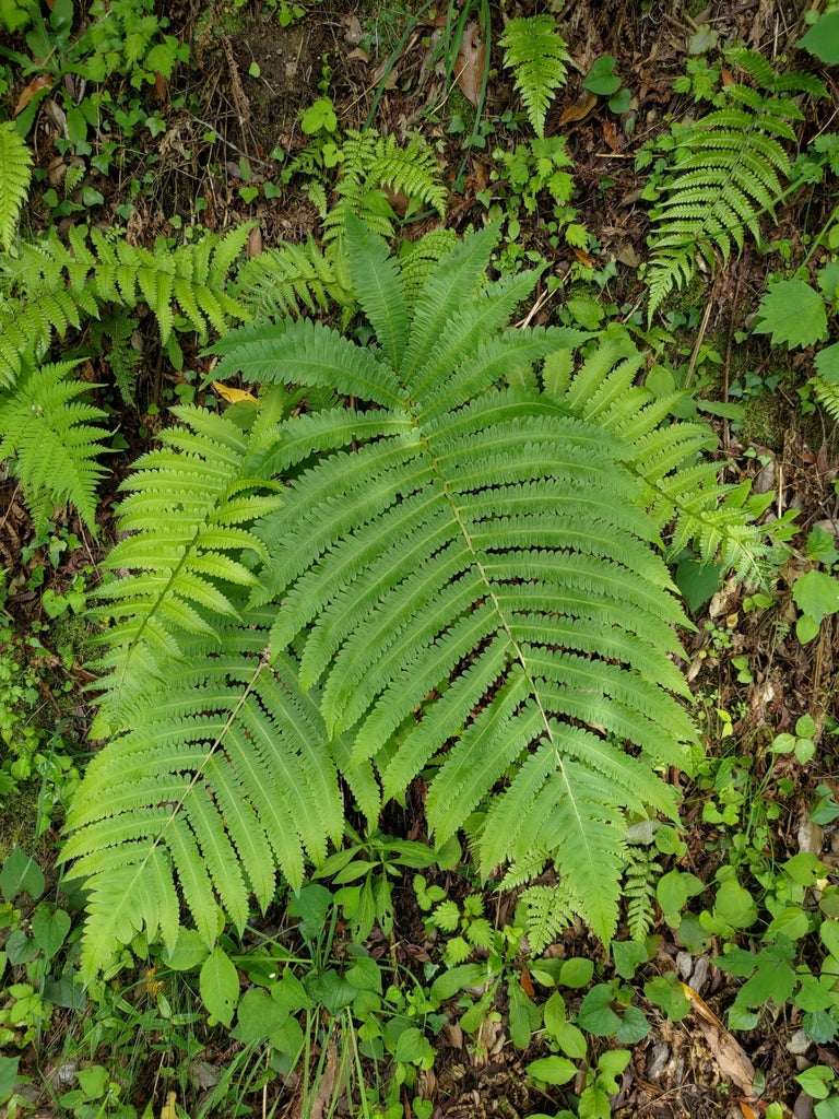 Matteuccia Orientalis - Photo by 林正文, CC BY 4.0