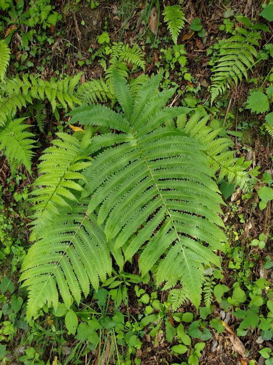 Matteuccia Orientalis - Photo by 林正文, CC BY 4.0
