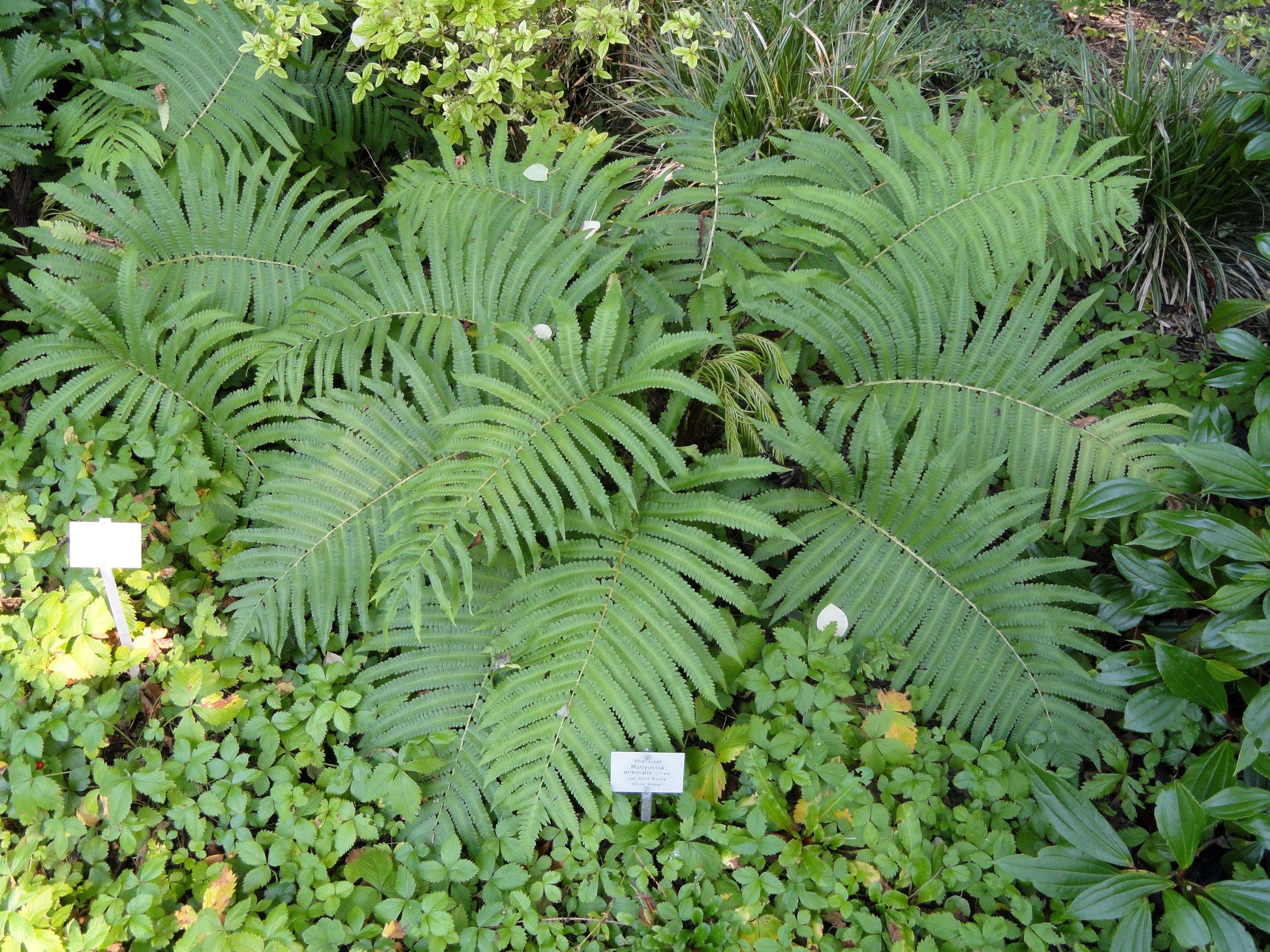 Matteuccia Orientalis - Photo by Daderot, Creative Commons Zero, CC0 (Public Domain)