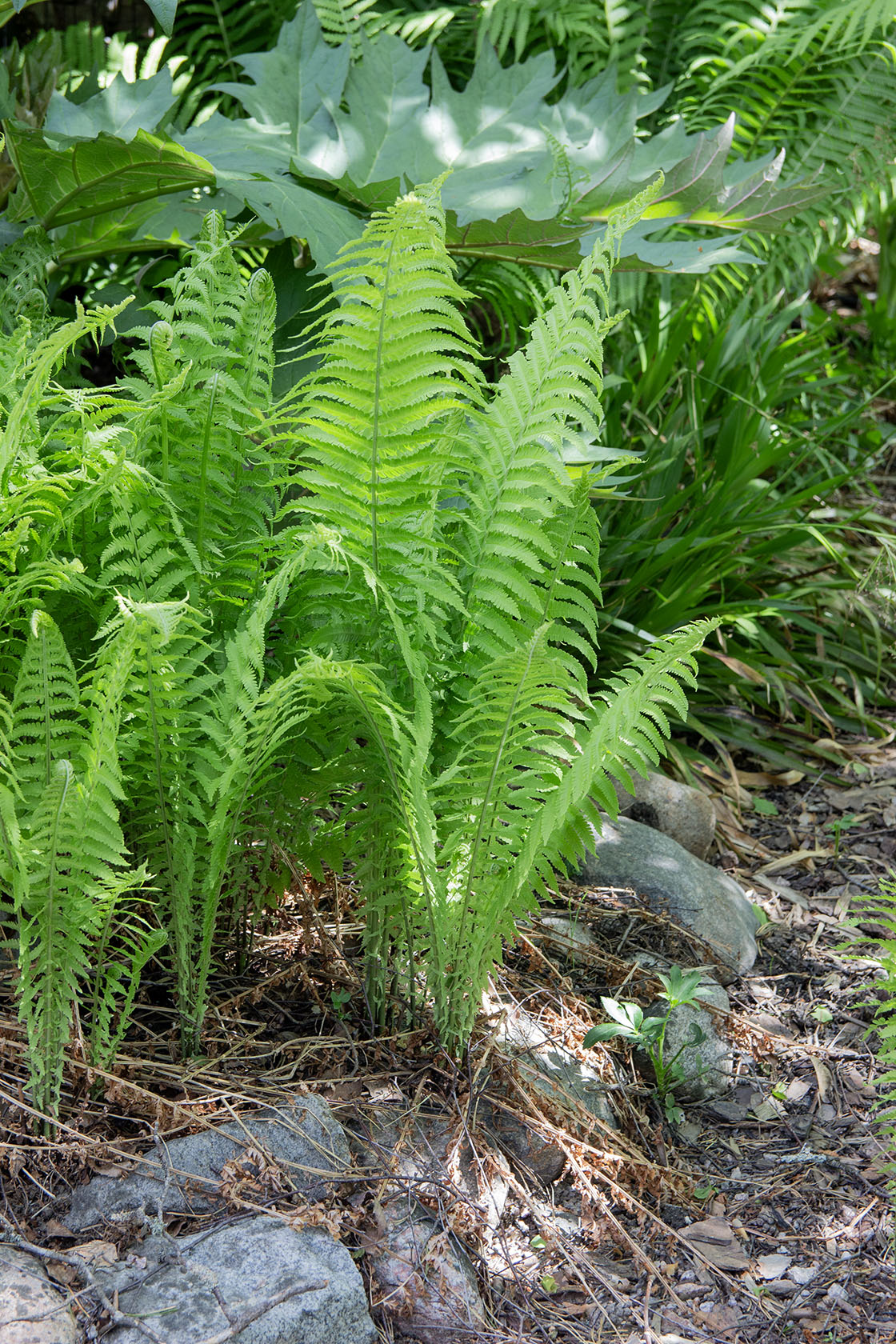 Matteuccia struthiopteris- Photo by Verso Verde, All Rights Reserved