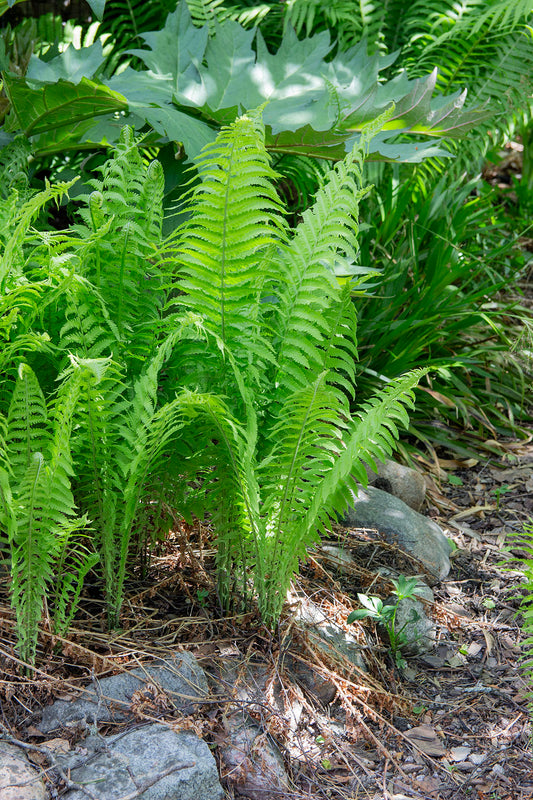 Matteuccia struthiopteris- Photo by Verso Verde, All Rights Reserved