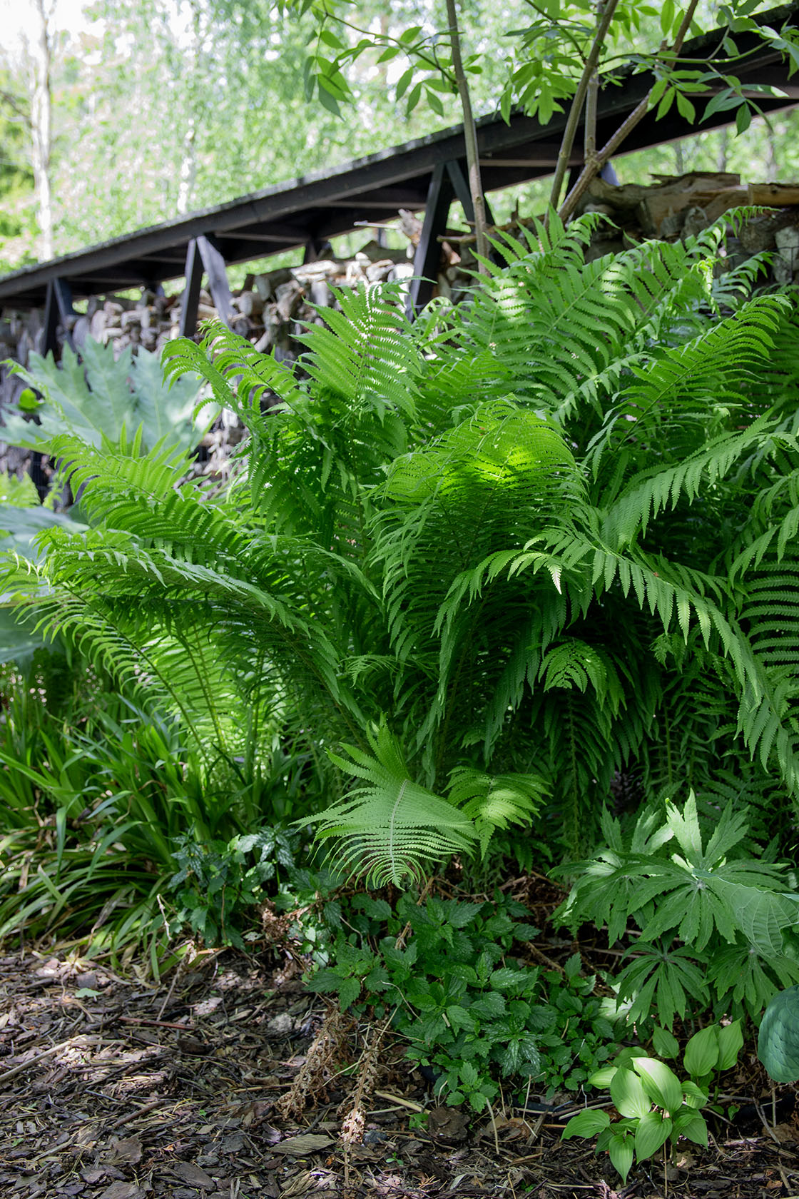 Matteuccia struthiopteris- Photo by Verso Verde, All Rights Reserved