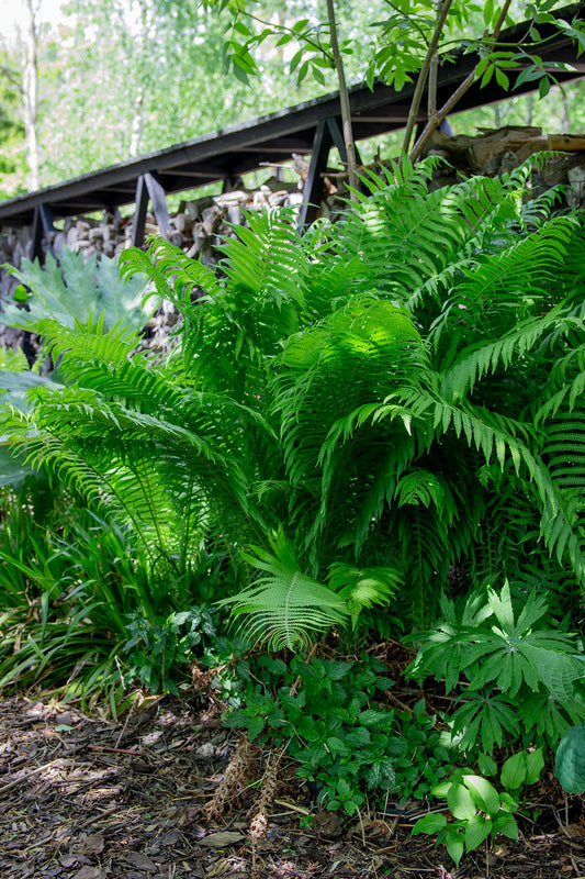 Matteuccia struthiopteris- Photo by Verso Verde, All Rights Reserved