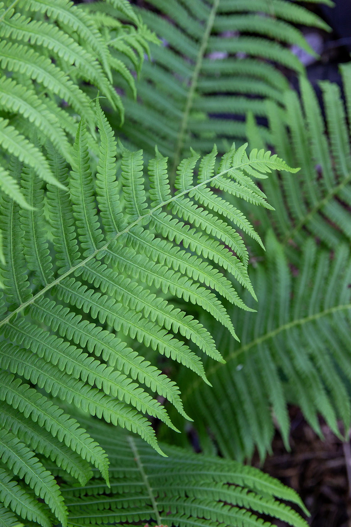 Matteuccia struthiopteris- Photo by Verso Verde, All Rights Reserved