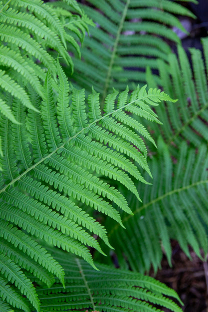 Matteuccia struthiopteris- Photo by Verso Verde, All Rights Reserved