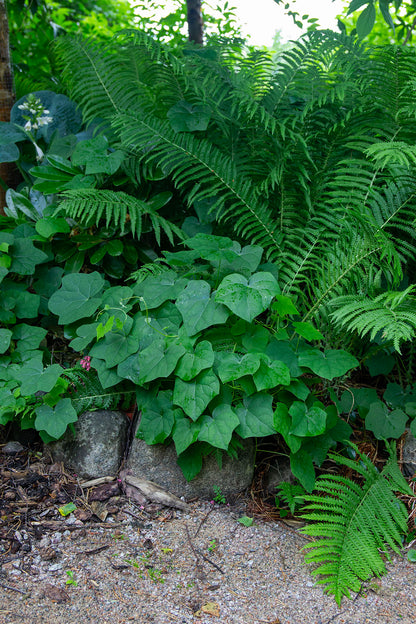 Aasiankilpikierto (Menispermum dauricum) - Photo by Verso Verde, All Rights Reserved