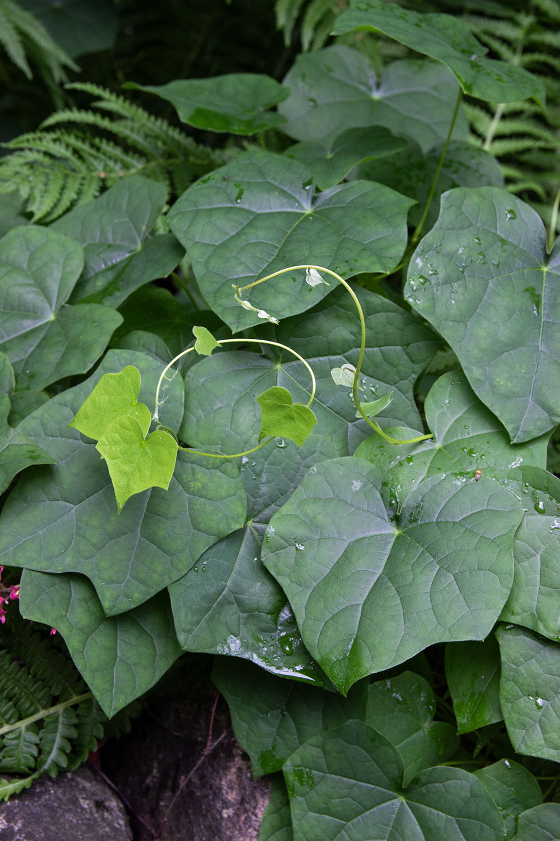 Aasiankilpikierto (Menispermum dauricum) - Photo by Verso Verde, All Rights Reserved
