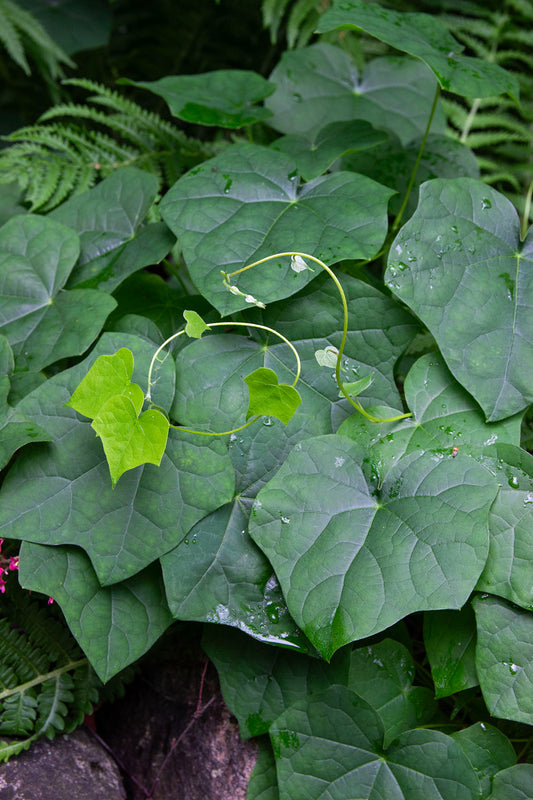 Aasiankilpikierto (Menispermum dauricum) - Photo by Verso Verde, All Rights Reserved
