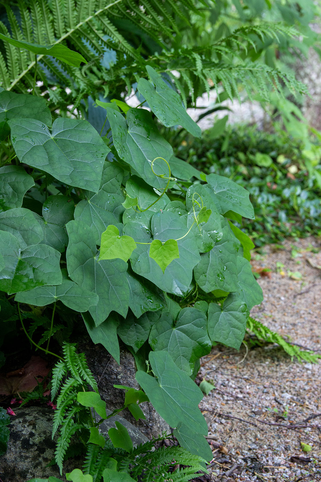 Aasiankilpikierto (Menispermum dauricum) - Photo by Verso Verde, All Rights Reserved