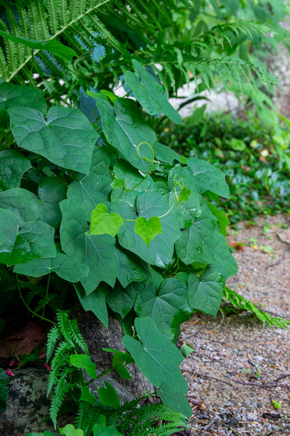 Aasiankilpikierto (Menispermum dauricum) - Photo by Verso Verde, All Rights Reserved