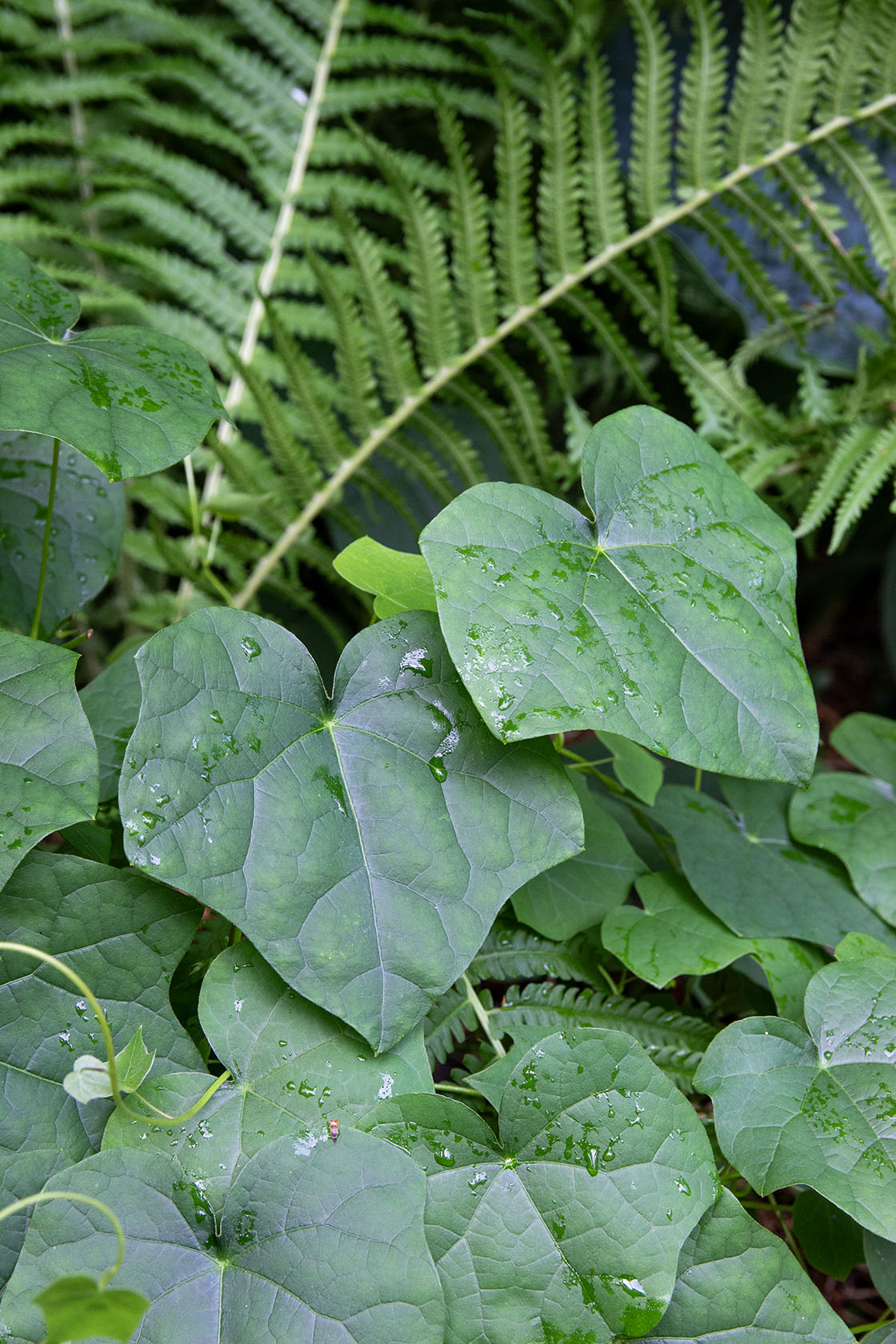 Aasiankilpikierto (Menispermum dauricum) - Photo by Verso Verde, All Rights Reserved