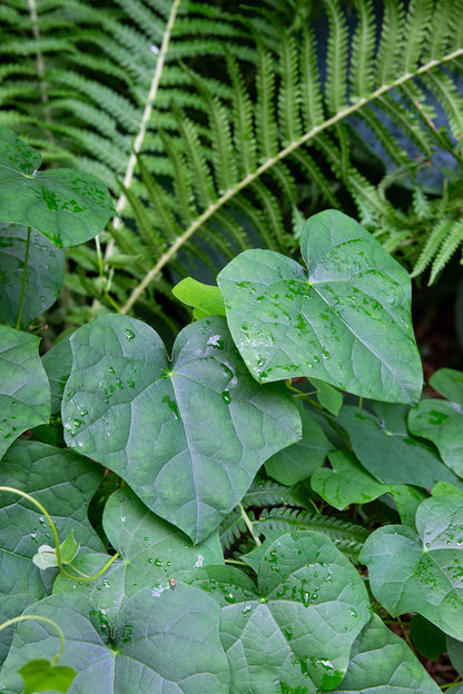 Aasiankilpikierto (Menispermum dauricum) - Photo by Verso Verde, All Rights Reserved