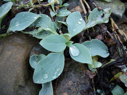 Merenrantahalikka (Mertensia maritima) - Photo by CatherineK via iNaturalist, CC BY-SA 4.0
