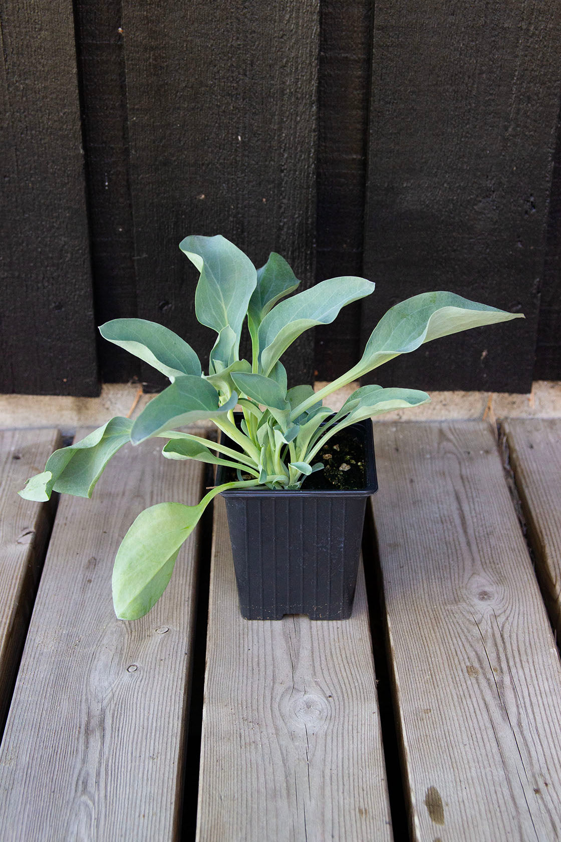 Merenrantahalikka ’Silver ocean’ (Mertensia maritima) - Photo by Verso Verde, All Rights Reserved