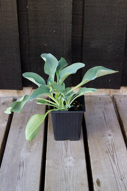Merenrantahalikka ’Silver ocean’ (Mertensia maritima) - Photo by Verso Verde, All Rights Reserved