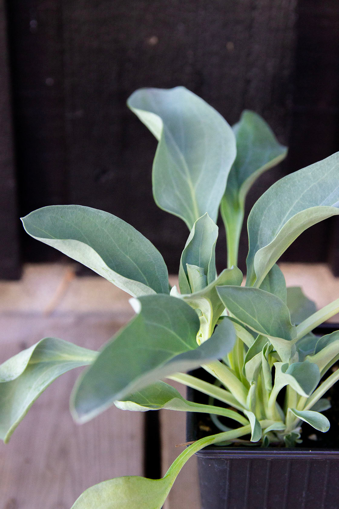 Merenrantahalikka ’Silver ocean’ (Mertensia maritima) - Photo by Verso Verde, All Rights Reserved