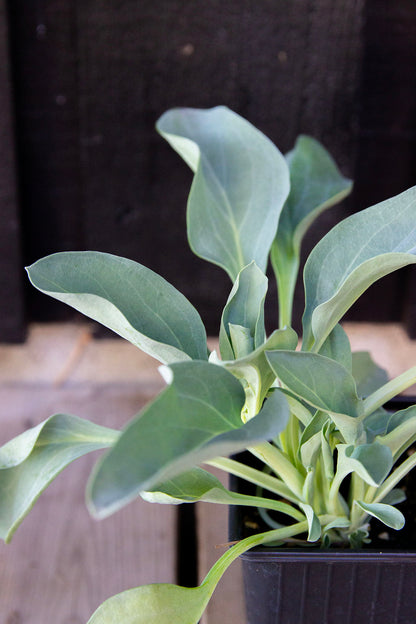 Merenrantahalikka ’Silver ocean’ (Mertensia maritima) - Photo by Verso Verde, All Rights Reserved
