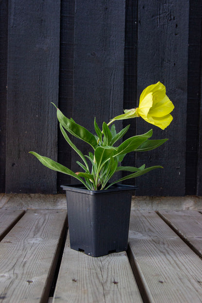 Isohelokki (Oenothera macrocarpa / Oenothera missouriensis)- Photo by Verso Verde, All Rights Reserved