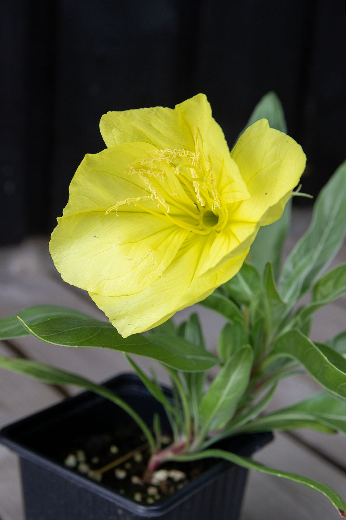 Isohelokki (Oenothera macrocarpa / Oenothera missouriensis)- Photo by Verso Verde, All Rights Reserved
