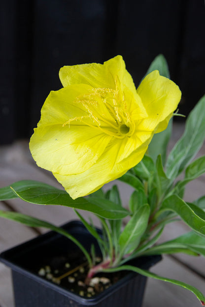 Isohelokki (Oenothera macrocarpa / Oenothera missouriensis)- Photo by Verso Verde, All Rights Reserved