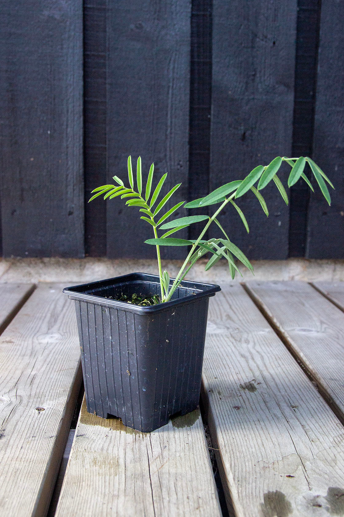 Esparsetti (Onobrychis viciifolia)- Photo by Verso Verde, All Rights Reserved