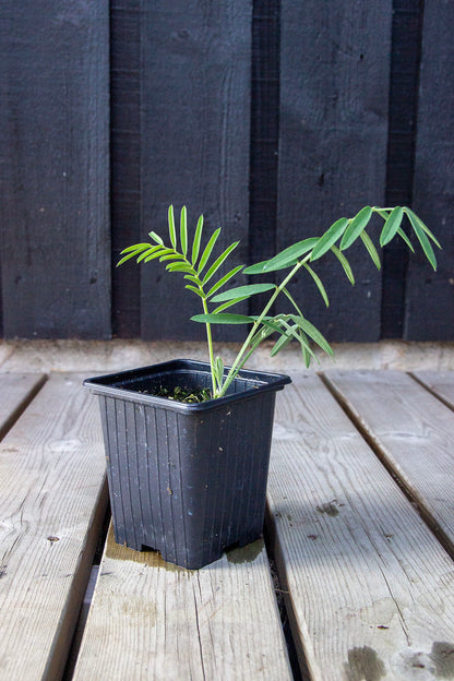 Esparsetti (Onobrychis viciifolia)- Photo by Verso Verde, All Rights Reserved