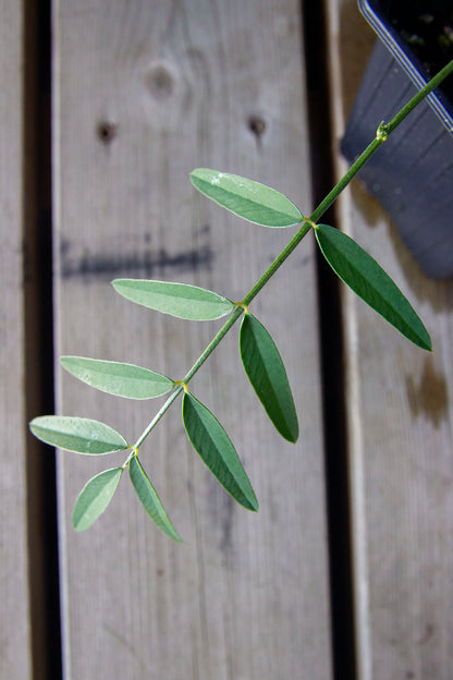 Esparsetti (Onobrychis viciifolia)- Photo by Verso Verde, All Rights Reserved
